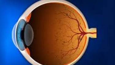 Retinitis Pigmentosa Fasting, Autophagy, Stem Cells, and Emerging Therapies