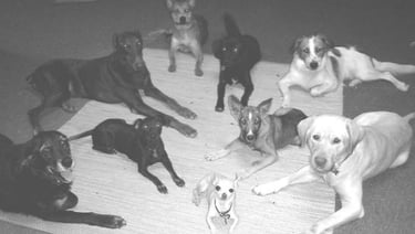 8 dogs 1 puppy on rug in a Down Stay command off-leash, trained/photographed by Double Dog Dare