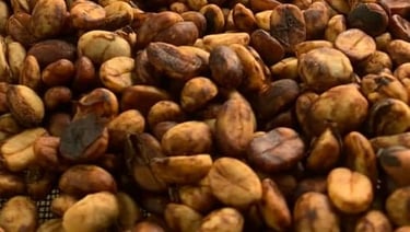 Granos de café verde mexicano secándose al sol antes del proceso de tostado