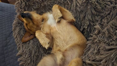 a dog laying on a couch with its head on a pillow