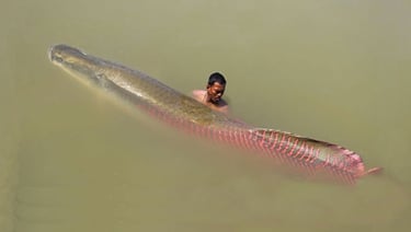 peixe pirarucu