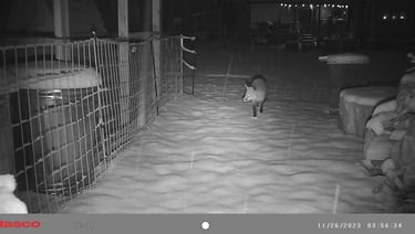 Fox in our backyard.