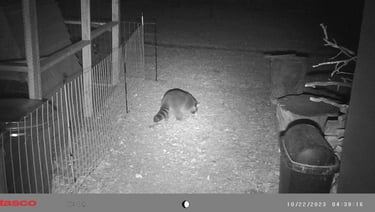 Racoon in our backyard.