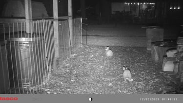 Rabbits in our backyard.