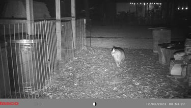 Cat in our backyard.