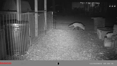 Fox in our backyard.