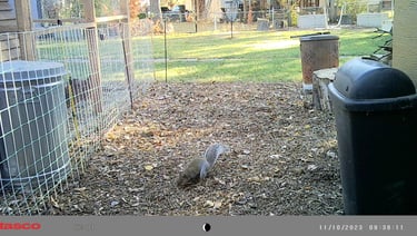 Squirrel in our backyard.