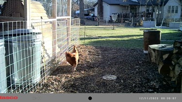 Escaped chicken.