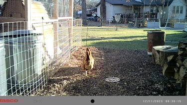 Escaped chicken.