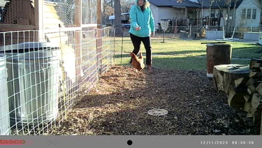 Peggy getting the escaped chicken.