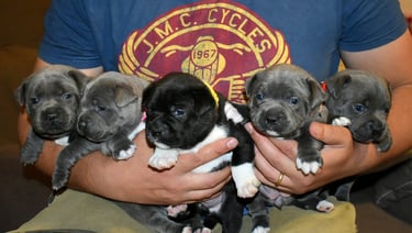 cuccioli grecalestaffs staffordshire bull terrier con pedigree Enci allevamento Sicilia Italia