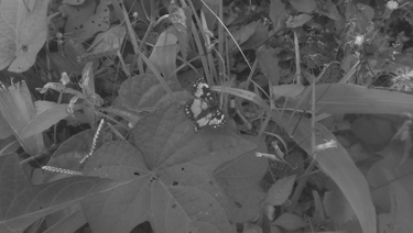 Mariposa sobre una hoja rodeada de vegetación en blanco y negro.