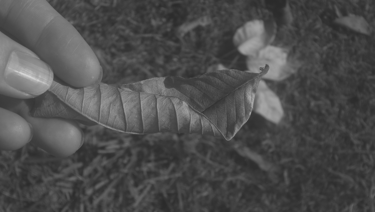 Fotografía en blanco y negro de una mano sosteniendo una hoja seca en la naturaleza