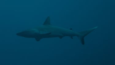shark sipadan diving borneo malaysia