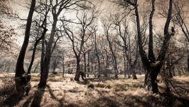 Fine art photography courses teach landscape composition in a serene, artistic woodland scene.