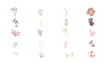 a variety of different types of flowers and leaves