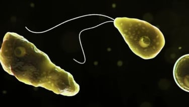 Representação digital de amebas ou parasitas, com um fundo escuro e pontos de luz.