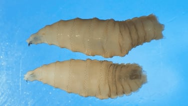 Duas larvas de mosca transparentes, em um fundo azul claro.