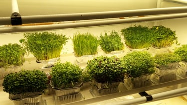 a picture of Early Greens microgreens grow room 