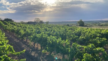 Vignes à Autignac