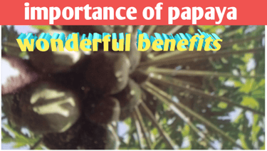 Papaya benefits