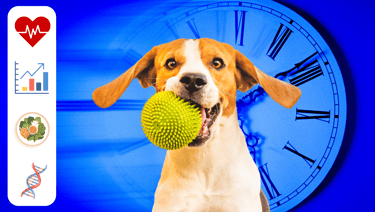 A dog with a ball inside, an old clock simulating time, and icons representing health factors.