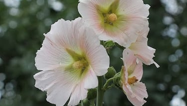 Marshmallow – The Most Powerful Plant for a Healthy Digestive System