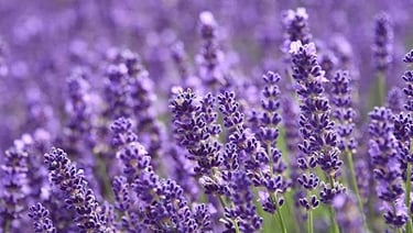 Lavender – The Perennial Anti-Inflammatory Herb