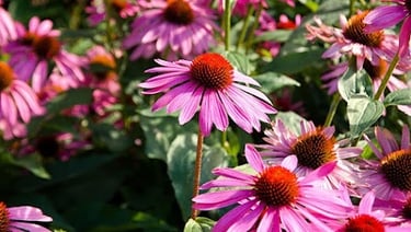 Echinacea – The Most Powerful Immunity Plant You Should Grow