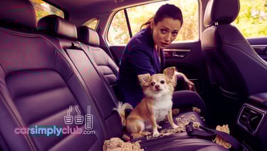 a woman in the back seat with a dog that made a mess in the car