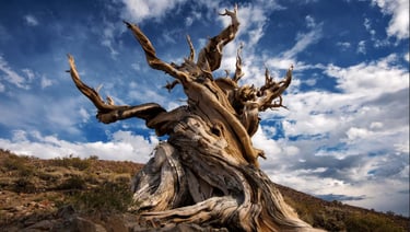 Arbre Mathusalem vieux de 5000 ans