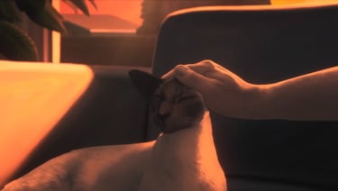 a person petting a cat while sitting on a couch