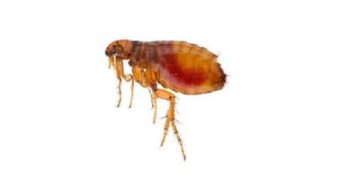 close up of cat flea