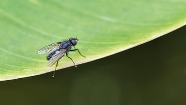 housefly on a green leaf
