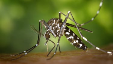 aedes mosquito 