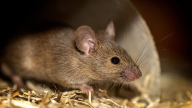 Rat hiding in burrow