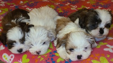Perfect Paw Pups Mal-Shi Puppy Litter MalShi