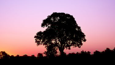 photo d'un arbre pendant le sunset rosâtre dans la savane du Botswana