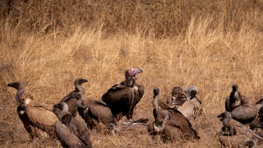 un groupe de différents vautours dans la savane du Botswana en safari
