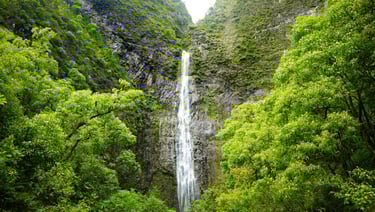 a waterfall in the middle of a lush green forest