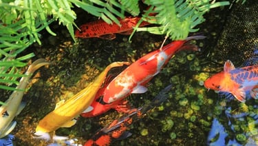 Waterleaf Pond Services