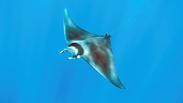 Mobula, Diable des mers