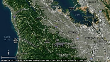 apex-predators-suburbs-what-science-shows