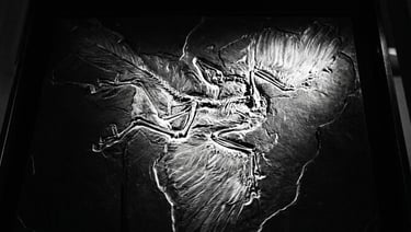 Why Archaeopteryx Is No Longer the First Bird