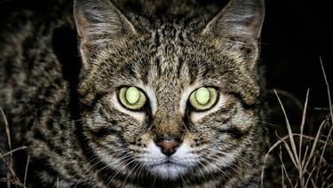 Black-footed cat photographed at ground level in dry Karoo scrubland at night