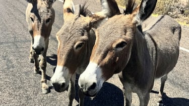 BLM Approves Lake Pleasant Burro Removal: The Ecological Math