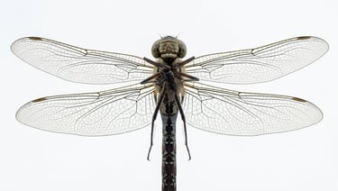 Macro close-up of a dragonfly photographed from directly below against a bright white overcast sky
