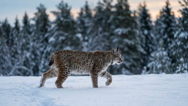 A Eurasian lynx photographed mid-stride through snow at dawn, alone