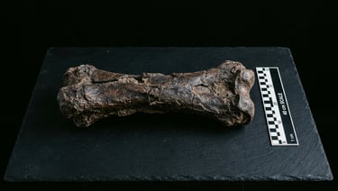 One T. Rex Bone Doesn't Rewrite History. Stop Saying It Does.