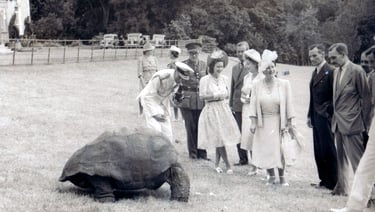 Jonathan the tortoise photographed on the lawn at Plantation House, Saint Helena